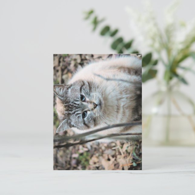 Cartão Postal Gato (Em pé/Frente)