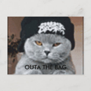 CARTÃO POSTAL GATO