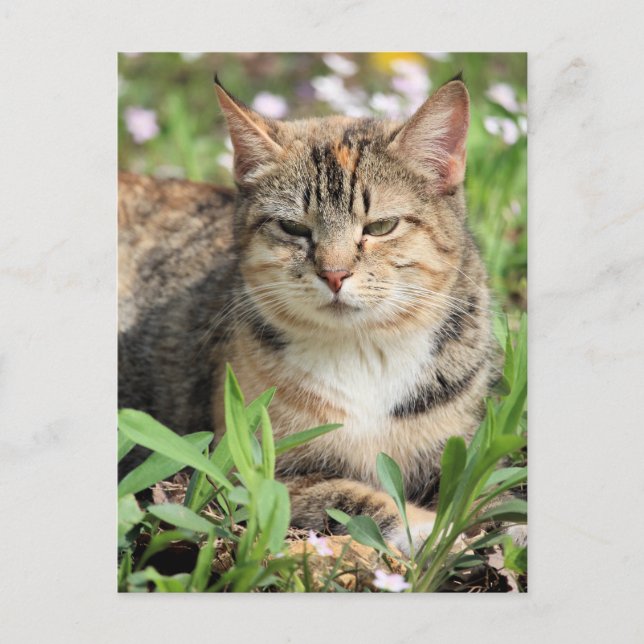 Cartão Postal Gato (Frente)