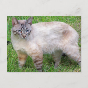 Cartão Postal gato