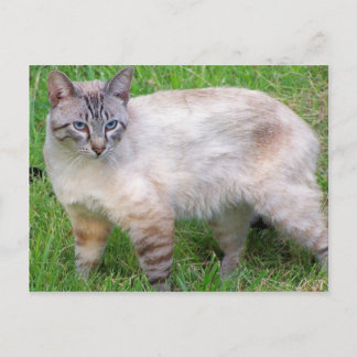 Cartão Postal gato