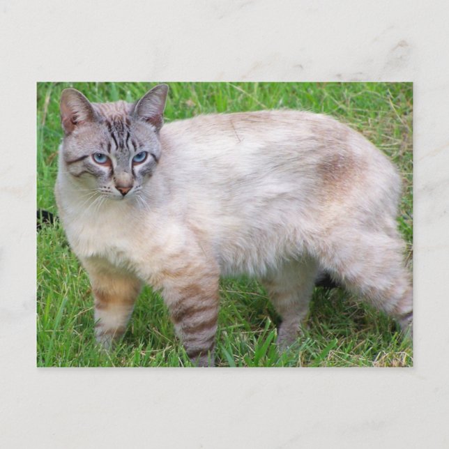 Cartão Postal gato (Frente)