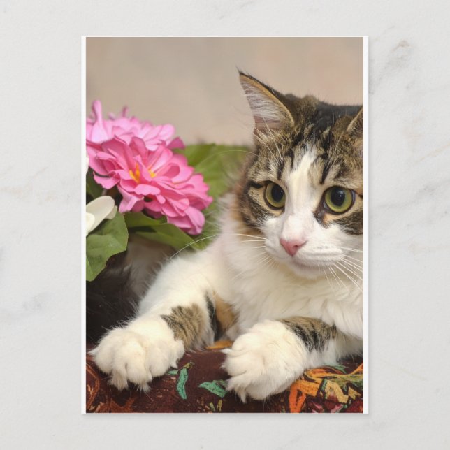 Cartão Postal Gato (Frente)