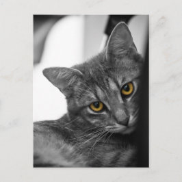 Cartão Postal Gato