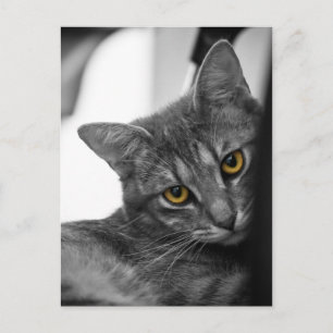 Cartão Postal Gato