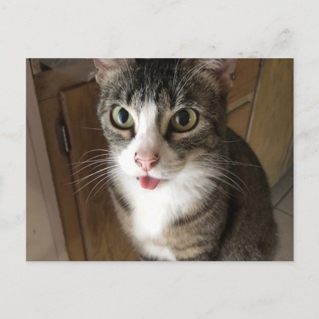 Cartão Postal Gato (Frente)