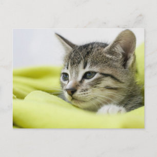 Cartão Postal Gato