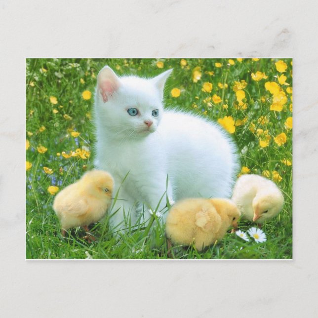 Cartão Postal gato (Frente)