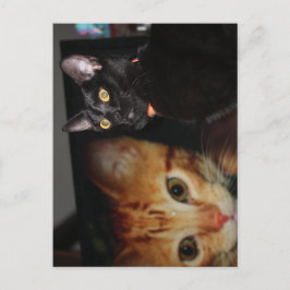 Cartão Postal Gato