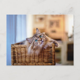 Cartão Postal Gato Aconchegante de Cabelo Comprido em Cesta de V