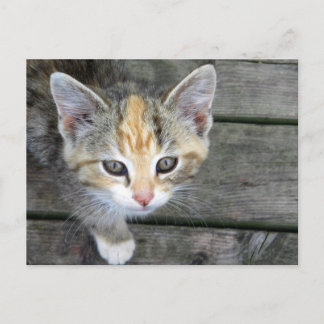 Cartão Postal Gato adorável