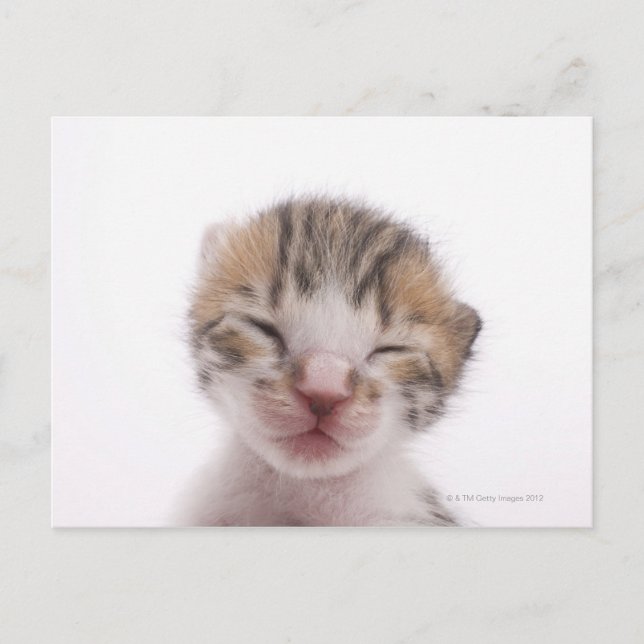 Cartão Postal Gato adormecido (Frente)