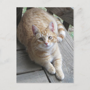 Cartão Postal Gato Amarelo