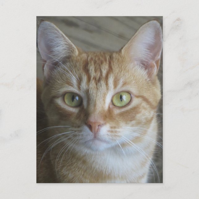 Cartão Postal Gato Amarelo (Frente)