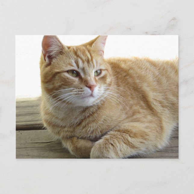Cartão Postal Gato Amarelo Descansando (Frente)