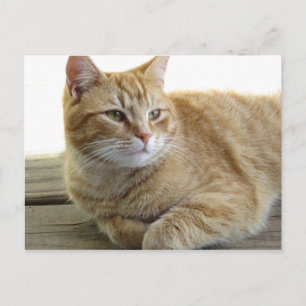 Cartão Postal Gato Amarelo em repouso