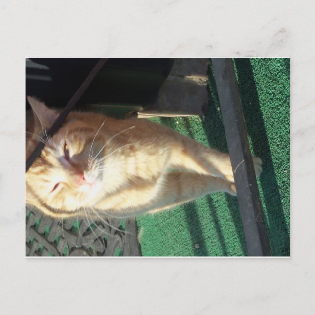 Cartão Postal Gato Amarelo Fofo (Frente)