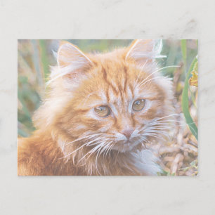 Cartão Postal Gato Angry Malhado Adorável Pintura