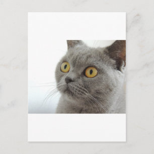 Cartão Postal Gato Animal de Estimação Mal-Humorado Careta Paz A