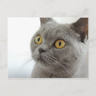 Cartão Postal Gato Animal de Estimação Mal-Humorado Careta Paz A