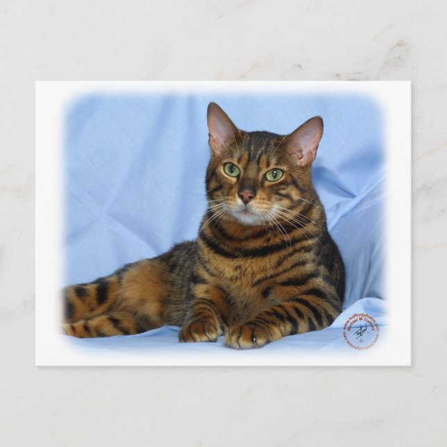Cartão Postal Gato Bengal 9W052D-018 (Frente)