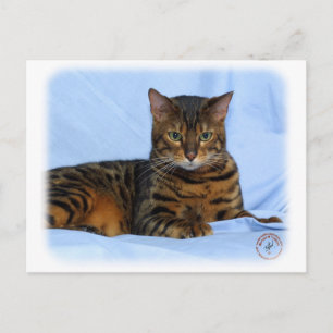 Cartão Postal Gato Bengala 9W052D-023