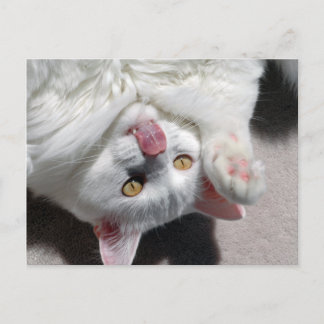 Cartão Postal Gato bobo