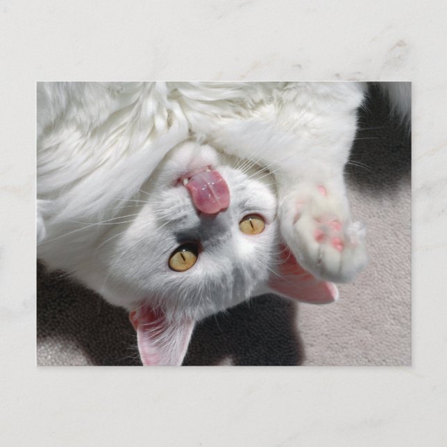 Cartão Postal Gato bobo (Frente)