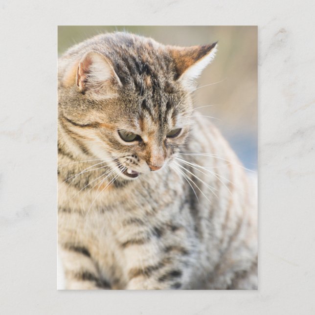 Cartão Postal Gato bonito (Frente)