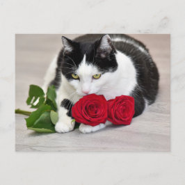 Cartão Postal Gato bonito com a rosa vermelha