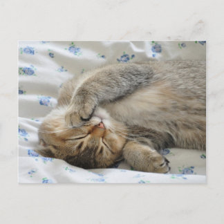 Cartão Postal Gato bonito dormindo