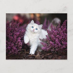Cartão Postal Gato Branco