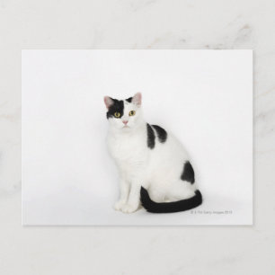 Cartão Postal Gato branco com manchas pretas