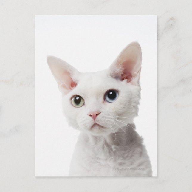 Cartão Postal Gato branco de olhos estranhos 2 (Frente)