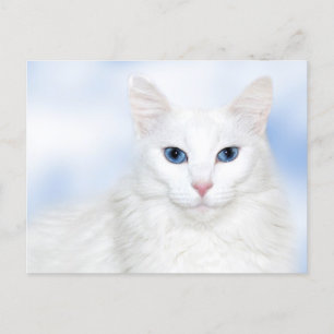 Cartão Postal Gato branco-de-raça