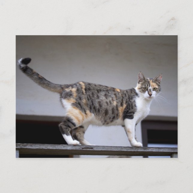 Cartão Postal Gato Calico na varanda (Frente)