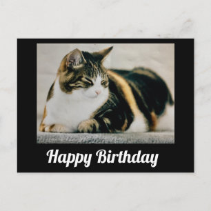 Cartão Postal Gato Calico Sonolento Feliz Aniversário Fofo