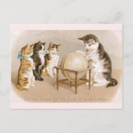 Cartão Postal Gato Cartógrafo e Três Gatinhos