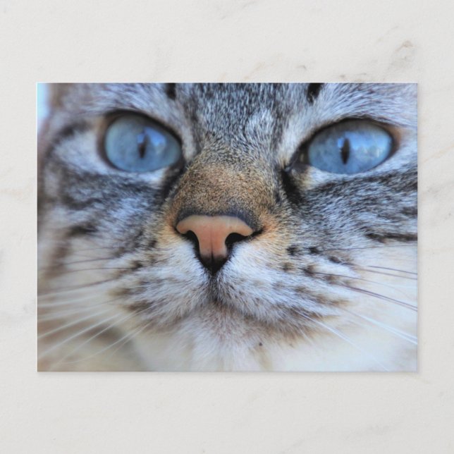 Cartão Postal Gato Cinza (Frente)