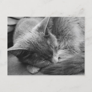 Cartão Postal gato cinza