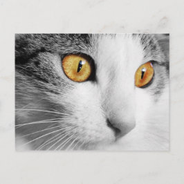 Cartão Postal Gato Cinza e Branco