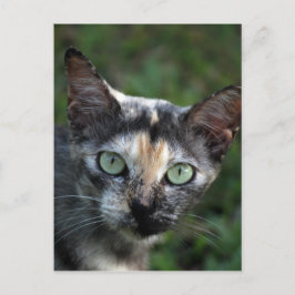 Cartão Postal Gato Cinza Marrom Branco com Olhos Verdes