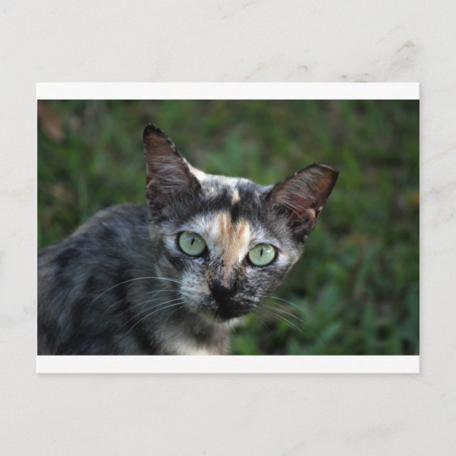 Cartão Postal Gato Cinza Marrom Branco com Olhos Verdes (Frente)
