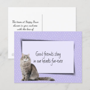 Cartão Postal Gato Cinza Perda de Animal de Estimação do Veterin