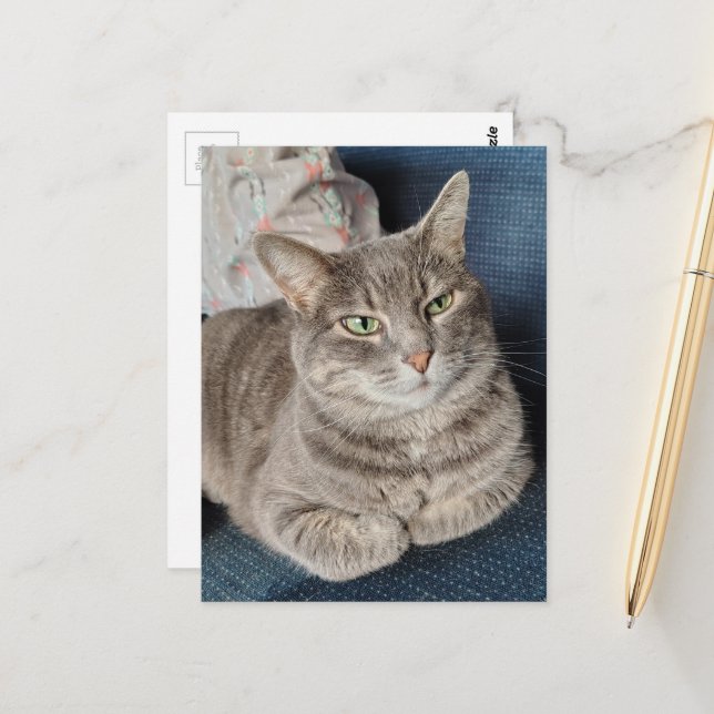 Cartão Postal Gato Cinza Tabby Adorável (Frente/Verso In Situ)