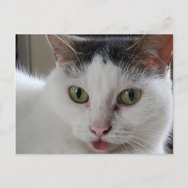 Cartão Postal Gato com a língua (Frente)
