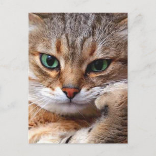Cartão Postal gato com atitude