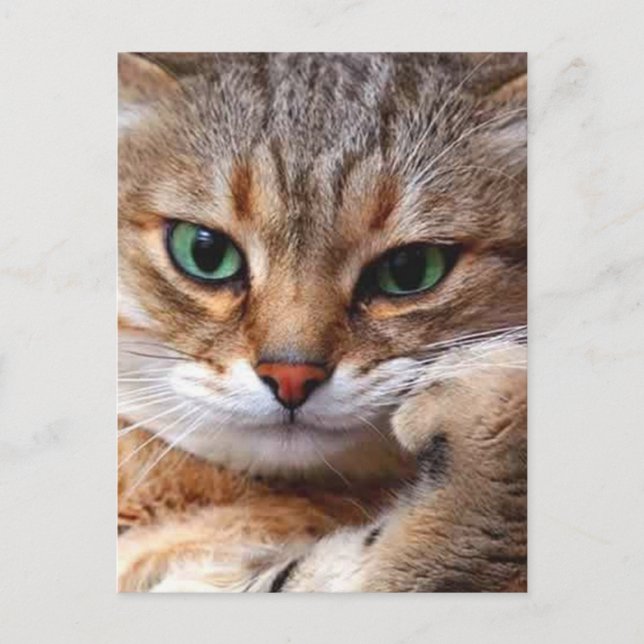Cartão Postal gato com atitude (Frente)