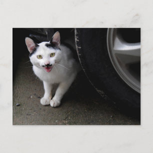 Cartão Postal Gato com bigode