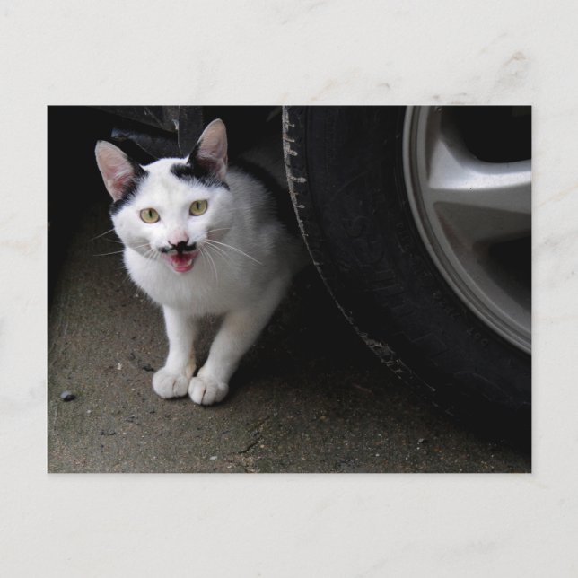 Cartão Postal Gato com bigode (Frente)